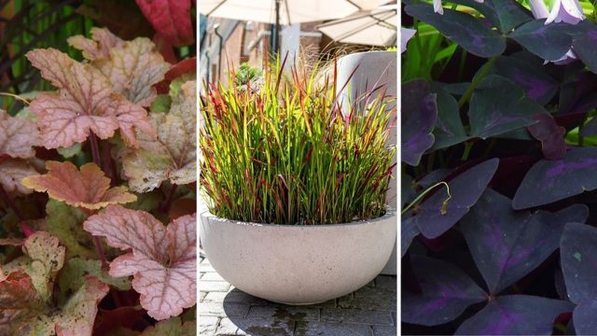 plantas otono entrada casa heuchera vienna gramínea imperata cylindrica red baron oxalis triangularis
