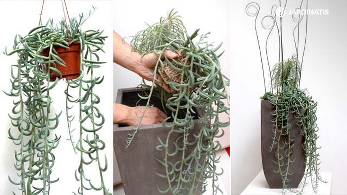 plantacion Senecio Radicans deco 191