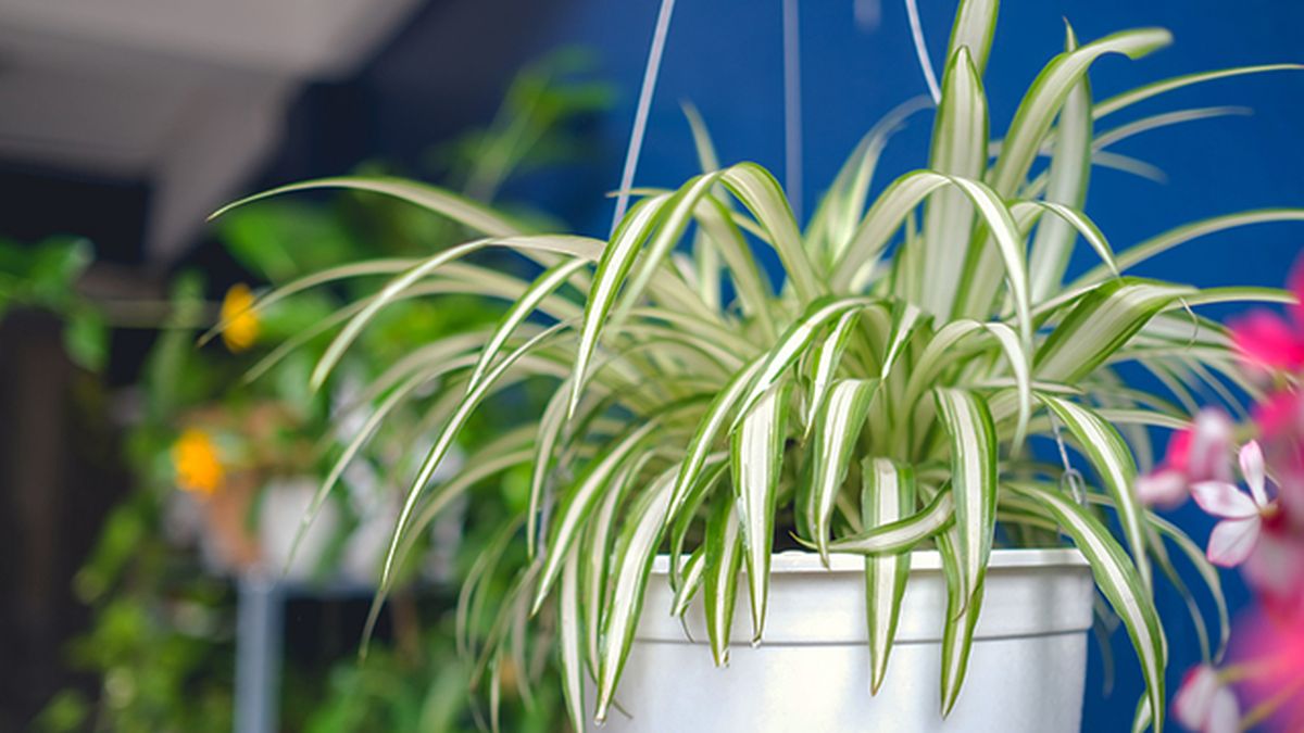 Chlorophytum comosum planta absorbe humedad