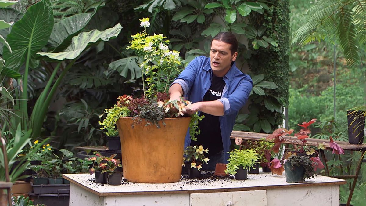 brico 957 3 variedades coleos composicion paso 4