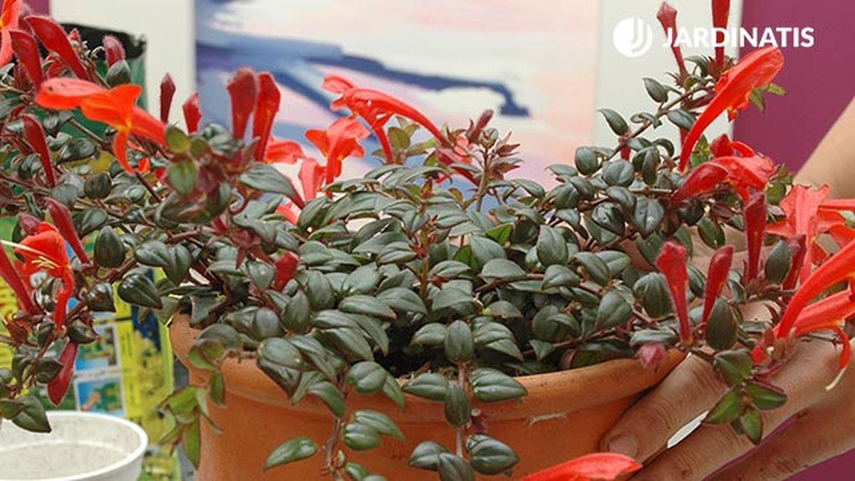 plantacion de columnea planta poco conocida