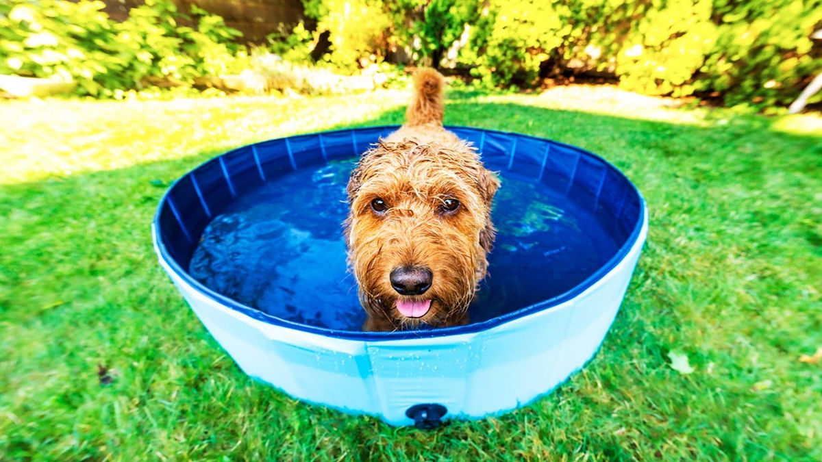 piscinas para perros