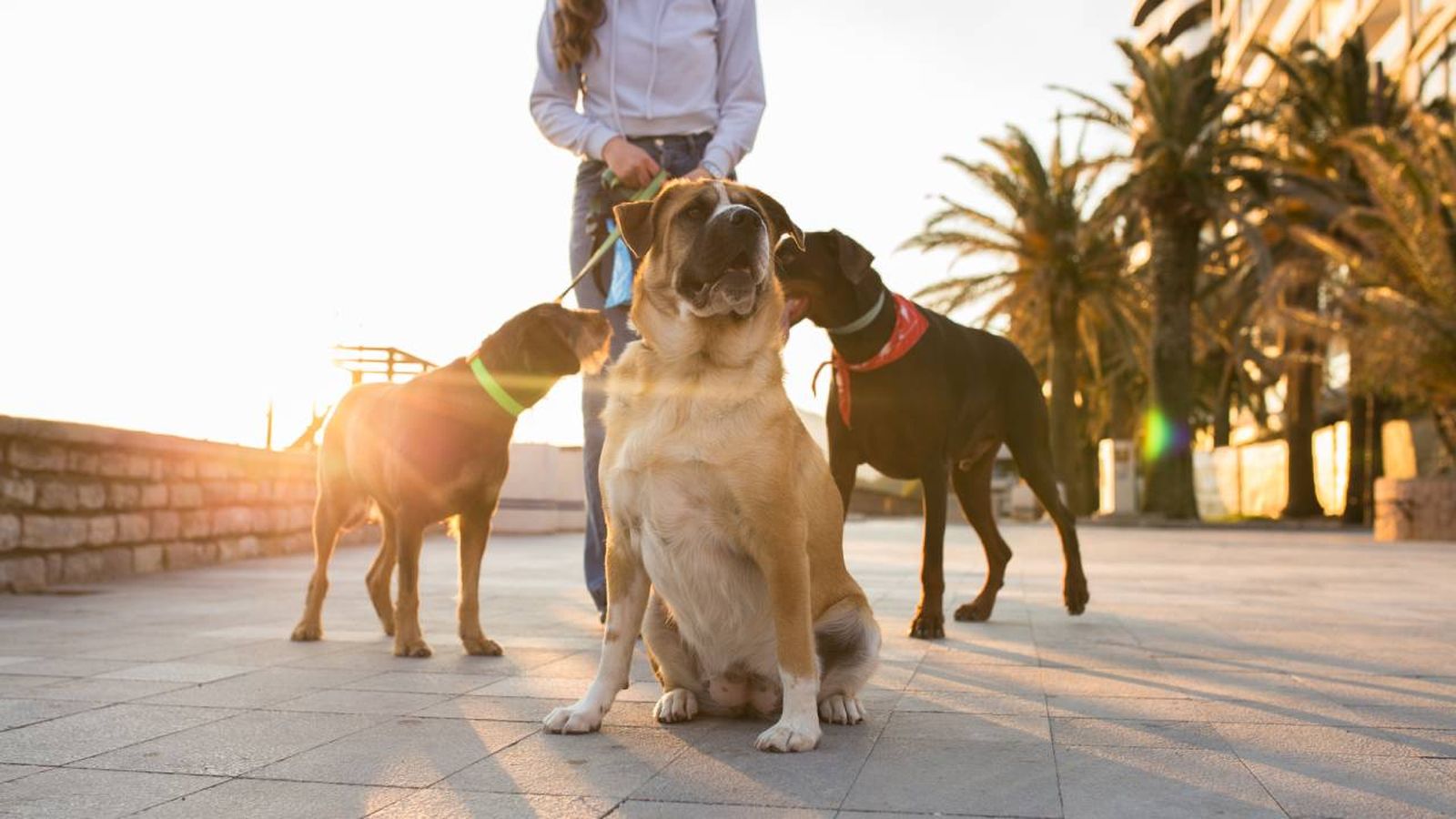 ciudad mas dogfriendly espana