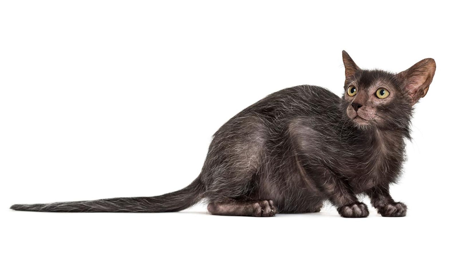 lykoi gato lobo 4