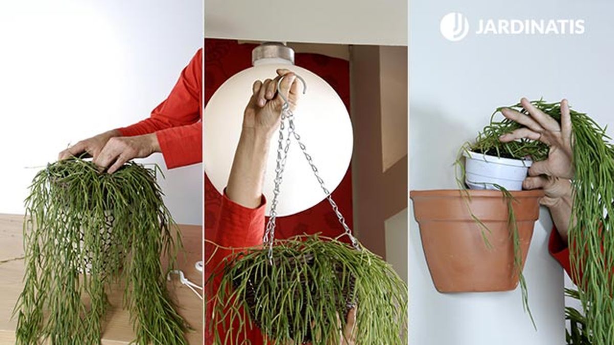 plantacion hoya linearis cestos colgantes deco 233 xl 4 5 6