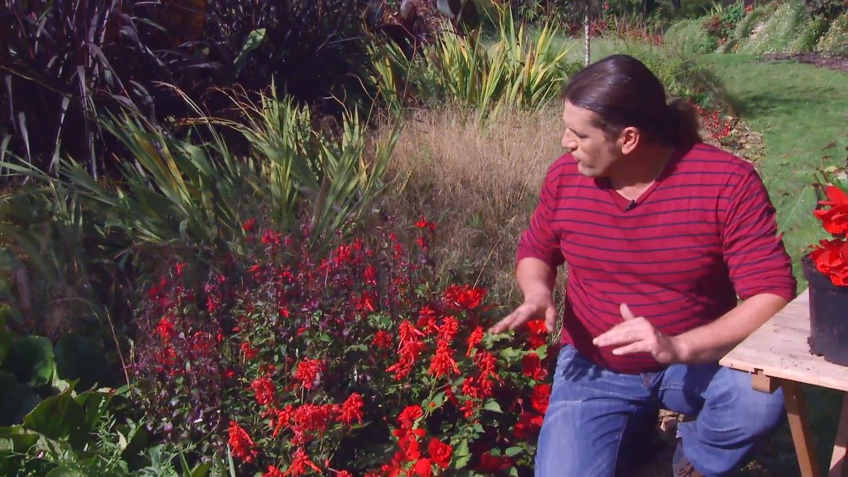 deco667 jardineria lobelia cardinalis composicion begonia tuberosa