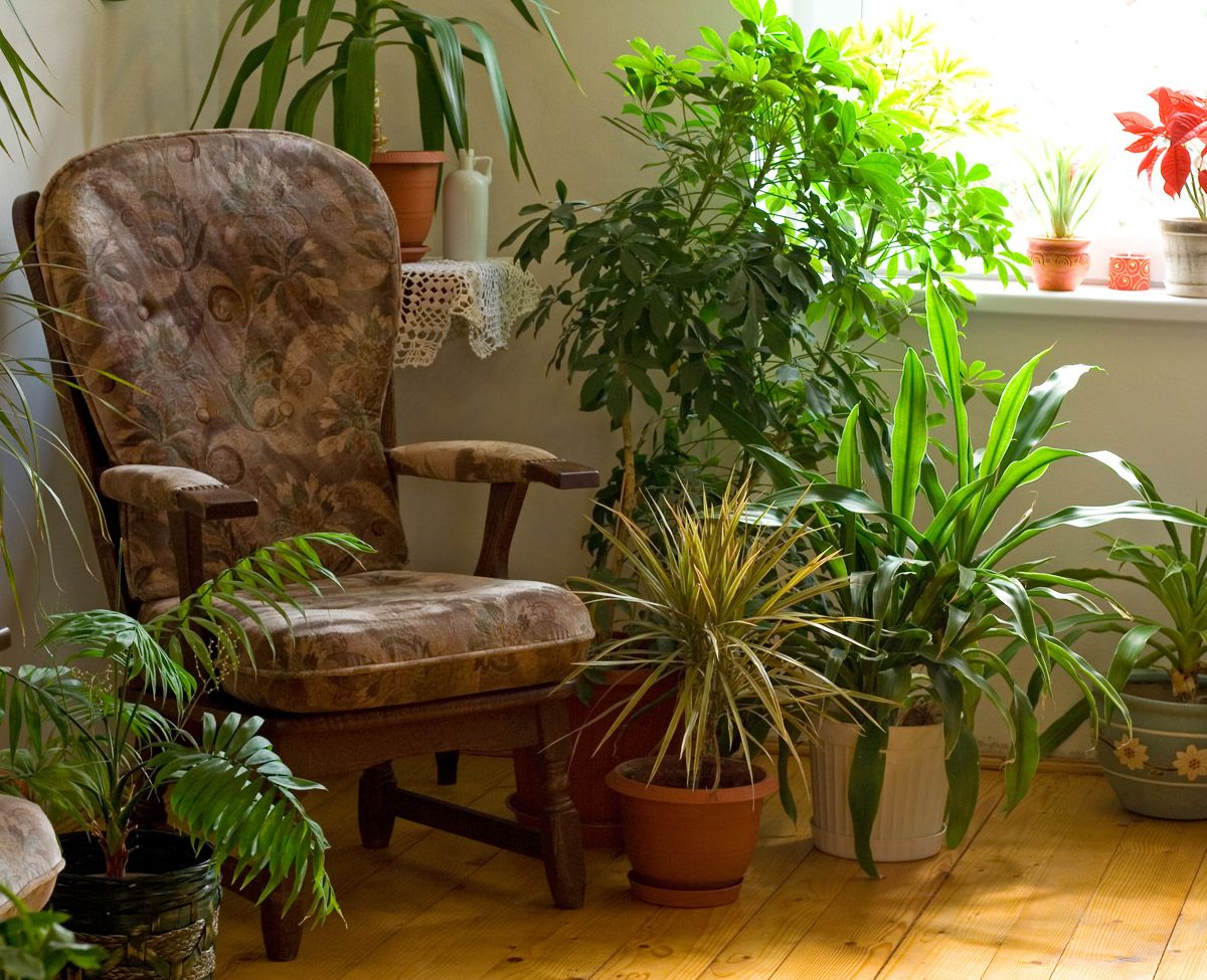 plantas hojas sorprendentes
