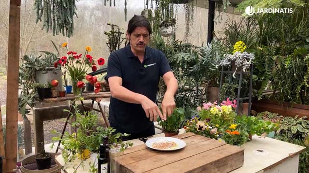 como preparar una ensalada de flores comestibles jardinatis