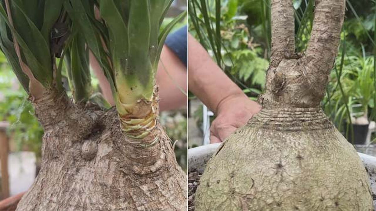 tallos de la nolina jardinatis 19