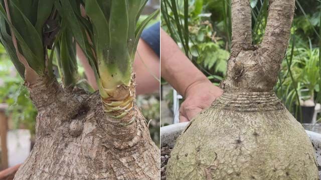 tallos de la nolina jardinatis 19