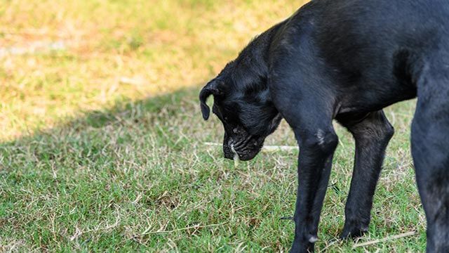 perro vomitando