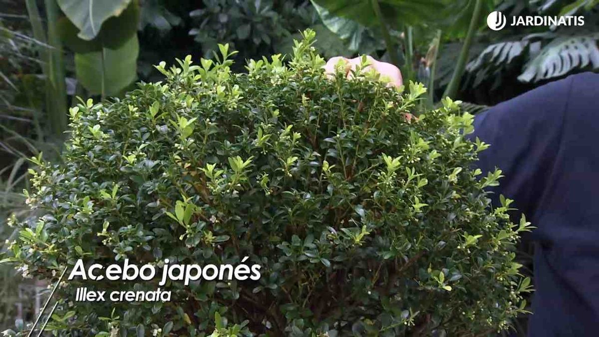 hojas del acebo japones brico