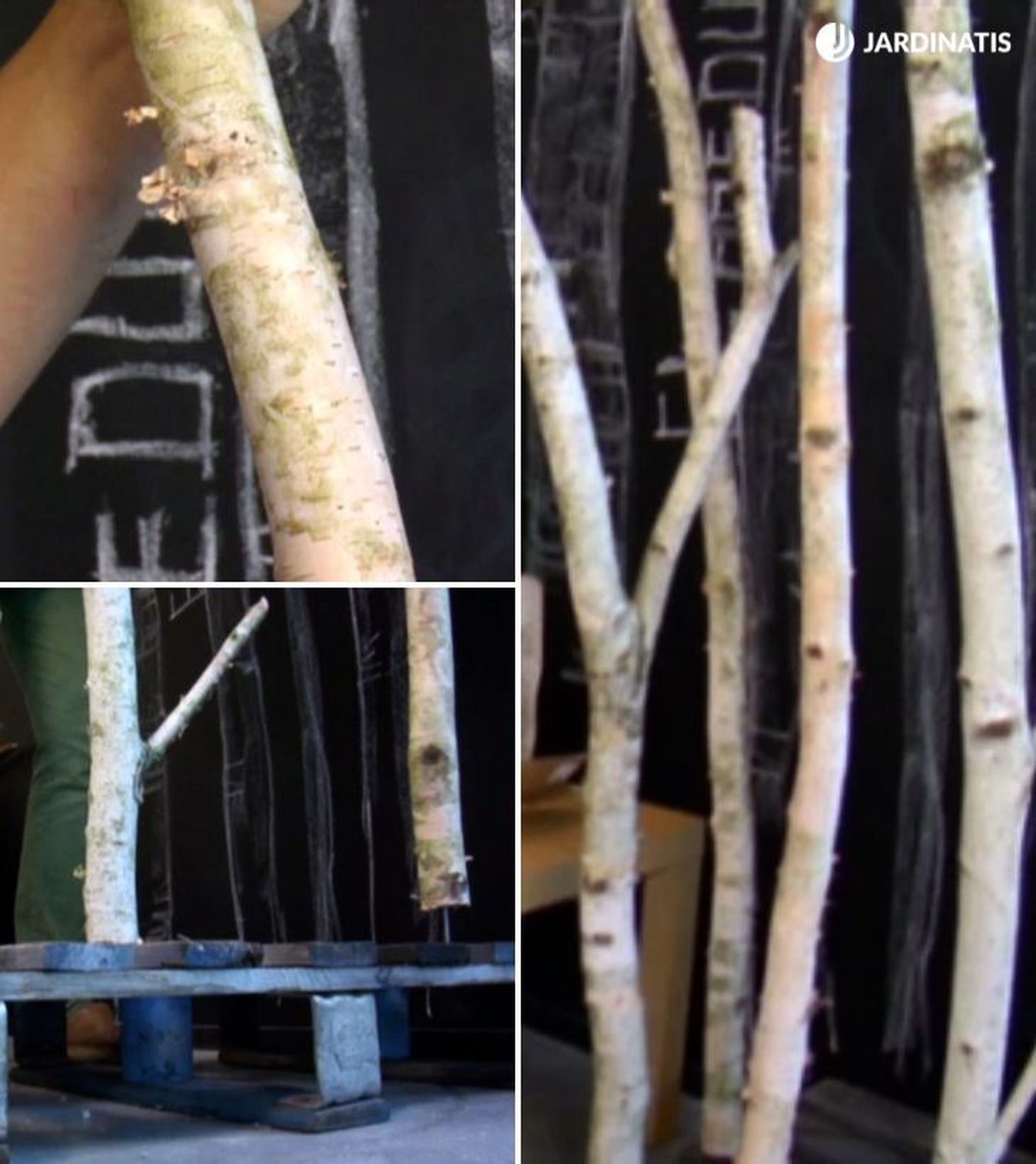 troncos de abedul para el jardin