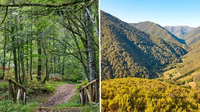 Bosque de muniellos