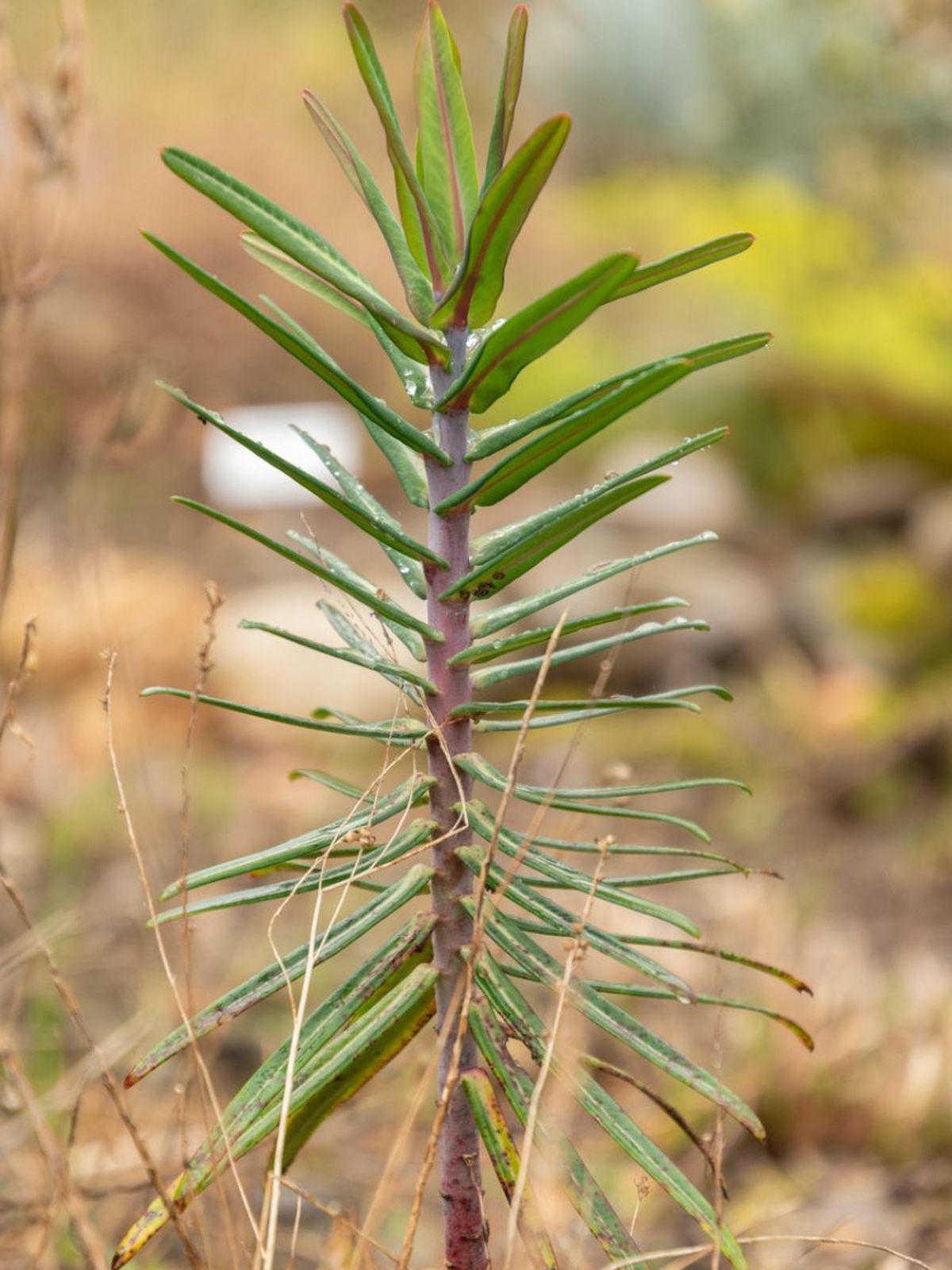 Euphorbia lathyris planta antitopos