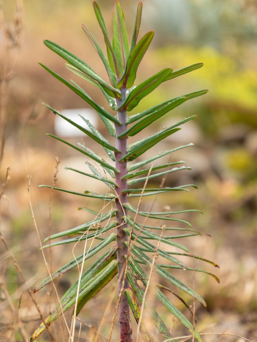 Euphorbia lathyris planta antitopos