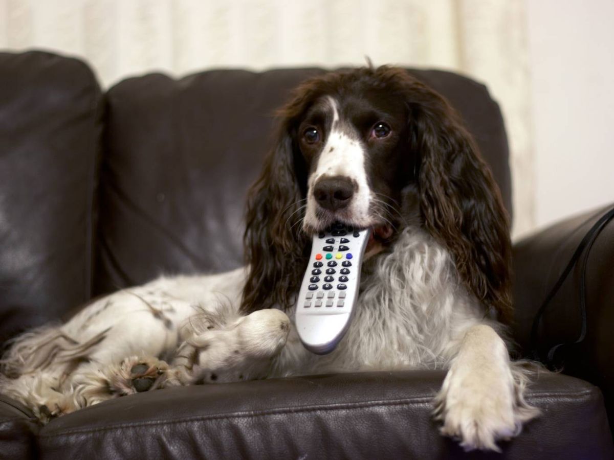 Los perros reaccionan mejor a imágenes en movimiento que a imágenes estáticas.