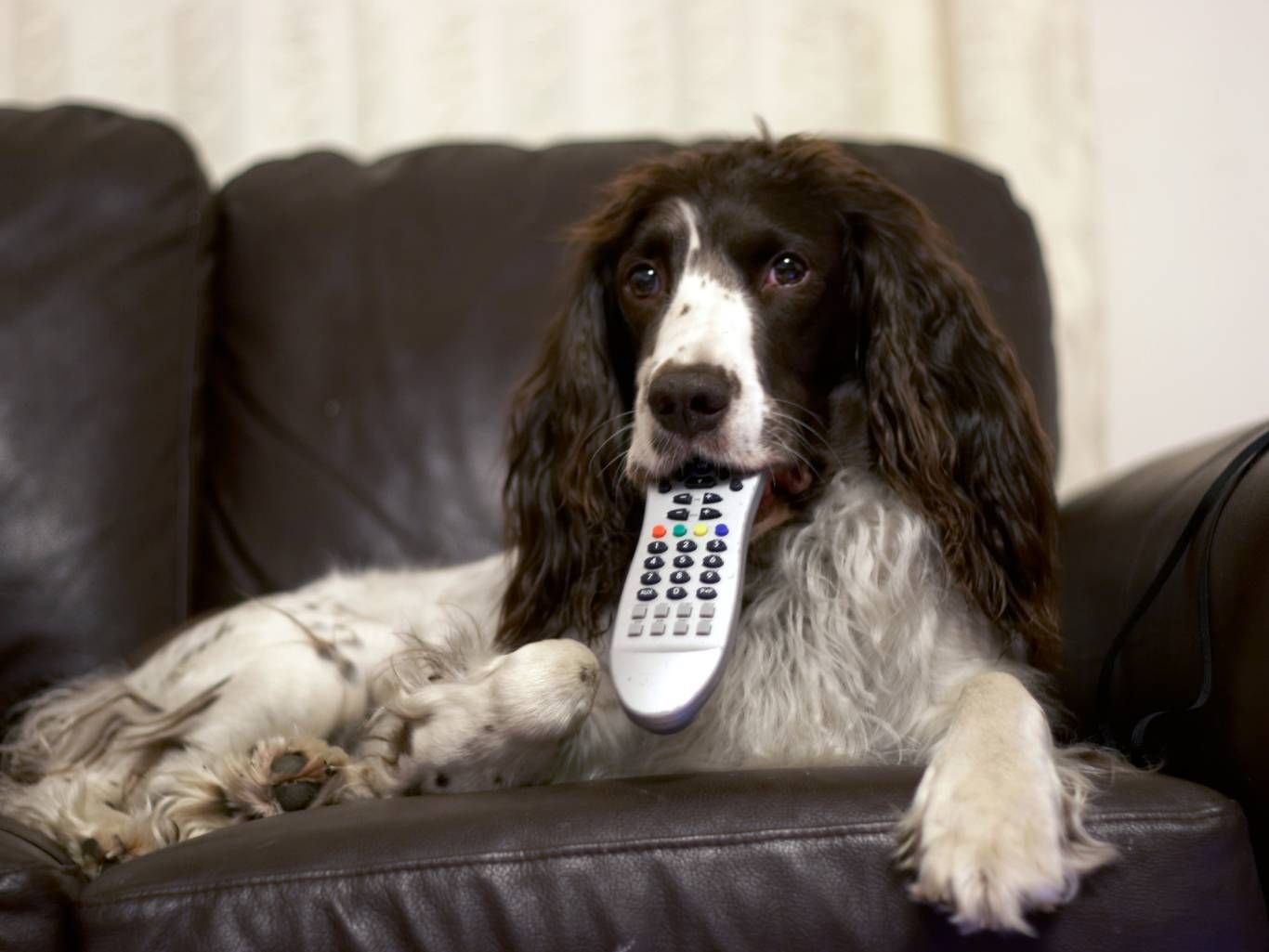 Los perros reaccionan mejor a imágenes en movimiento que a imágenes estáticas.