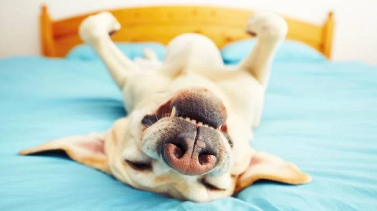 camas antiestres para perros 1 (1)