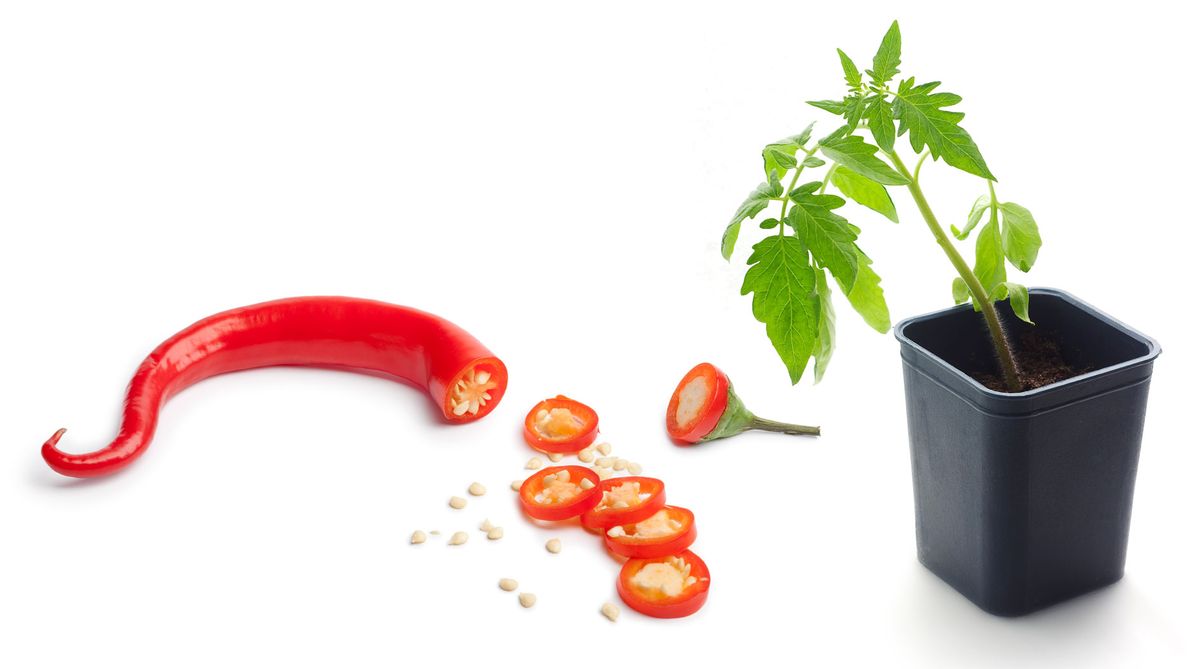 Semilleros de tomates y guindillas