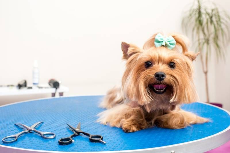 Conseguiremos que nuestra mascota esté peinada y no le moleste el pelo en su cara.