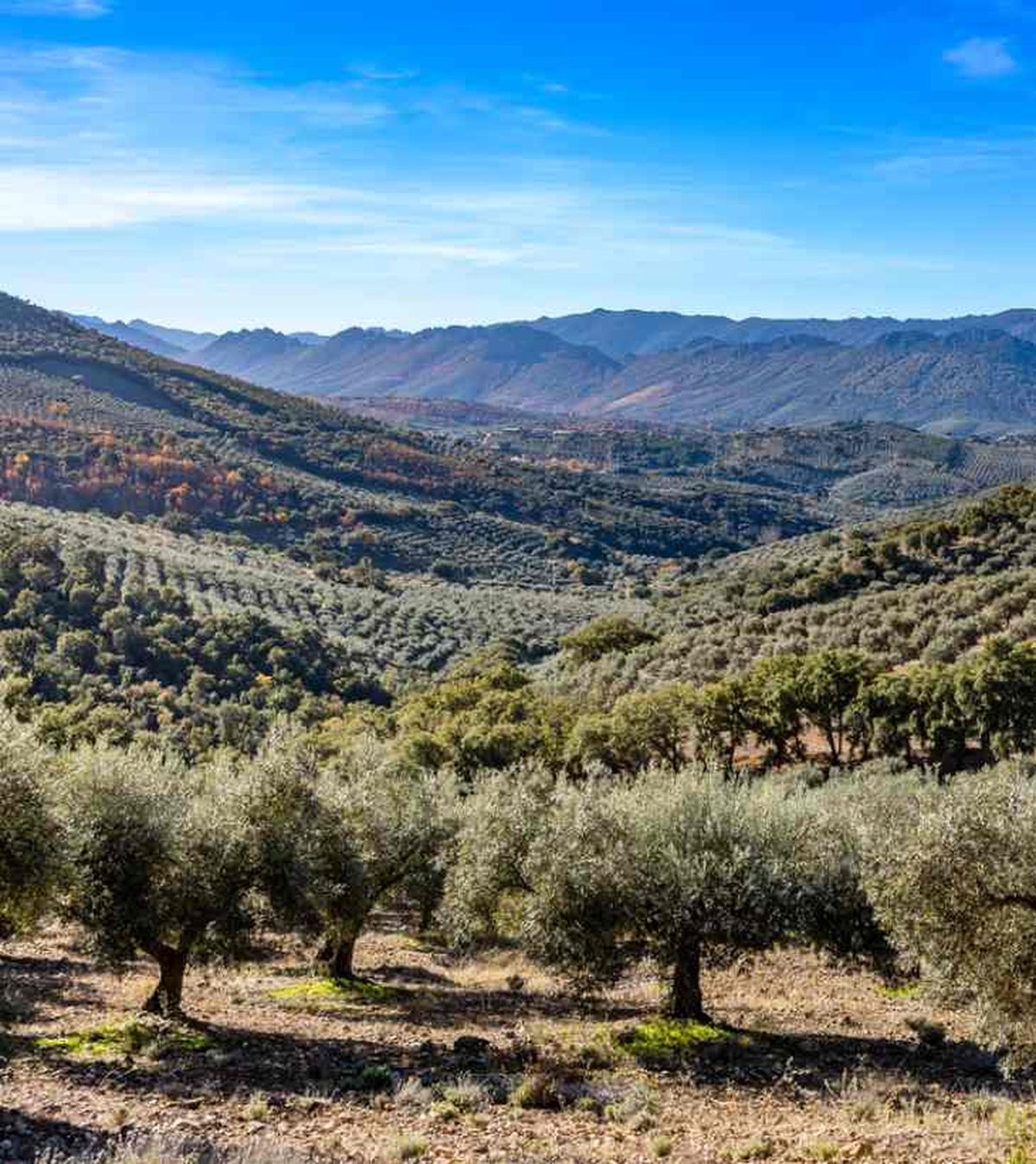 campos de olivos en la provincia de cáceres