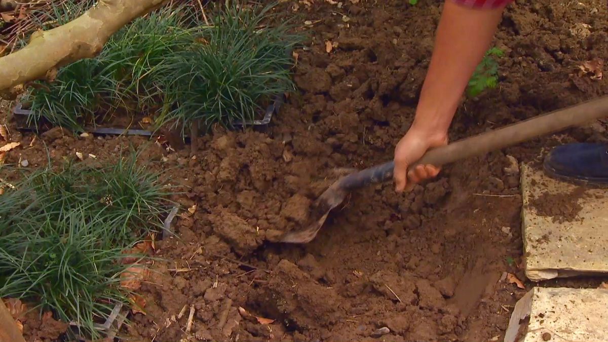 deco 0652 jardineria reverdecer camino losetas ophiopogon paso 1
