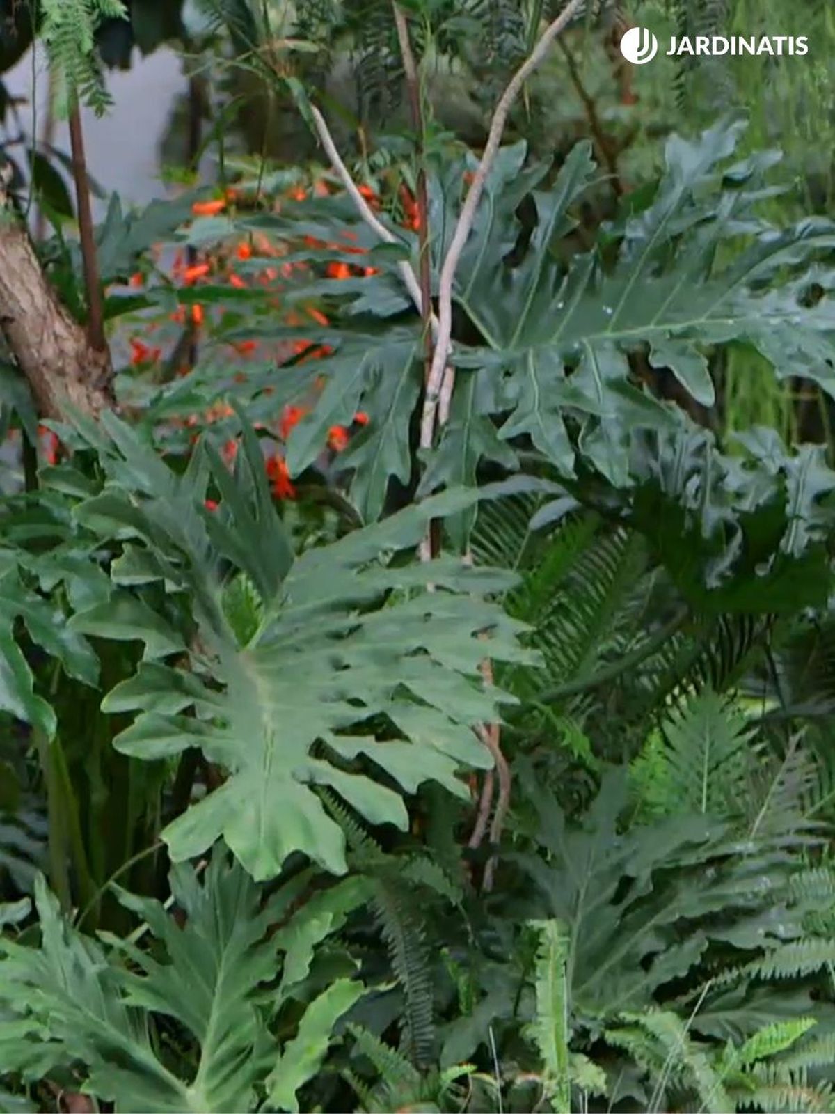 Philodendron bipinnatifidum planta para casas grandes