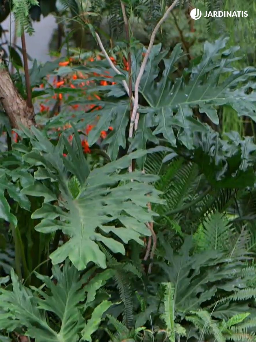 Philodendron bipinnatifidum planta para casas grandes