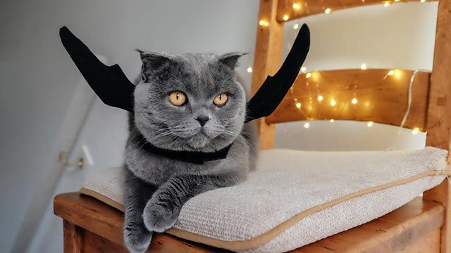 gato disfrazado de murcielago