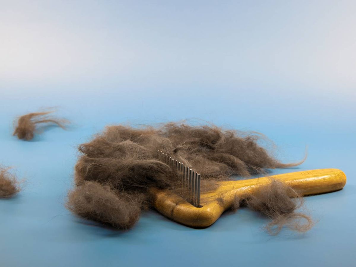 Un pelaje sano depende de la calidad del alimento que proporcionas a tu mascota.