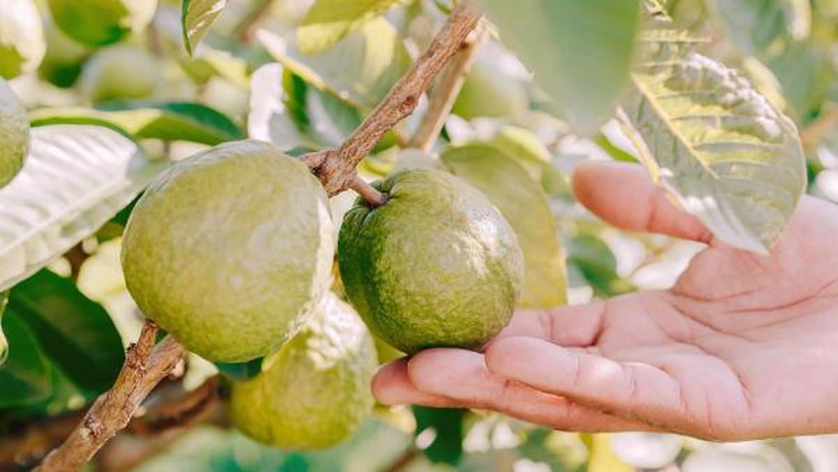 Guayaba