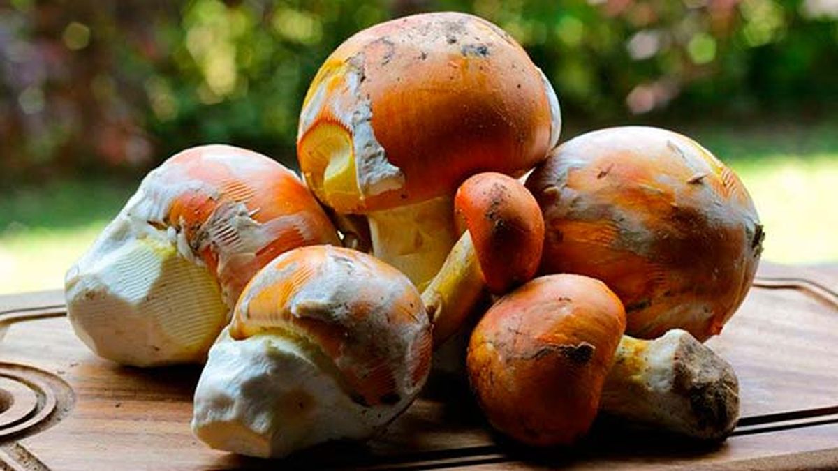 setas comestibles oronja