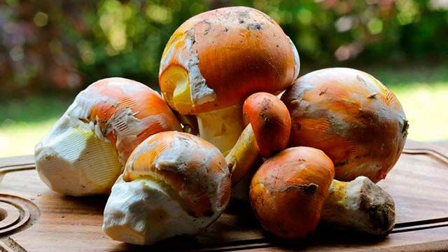 setas comestibles oronja