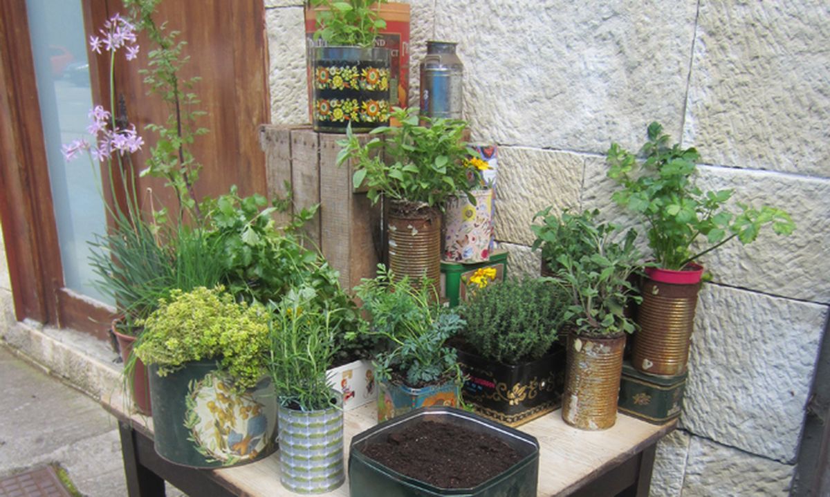 latas plantas