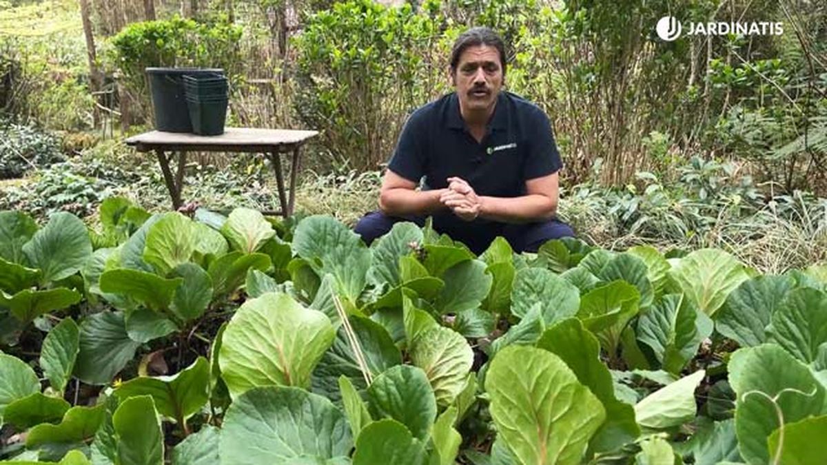 hortensia de invierno bergenia crassifolia jardinatis 10 22