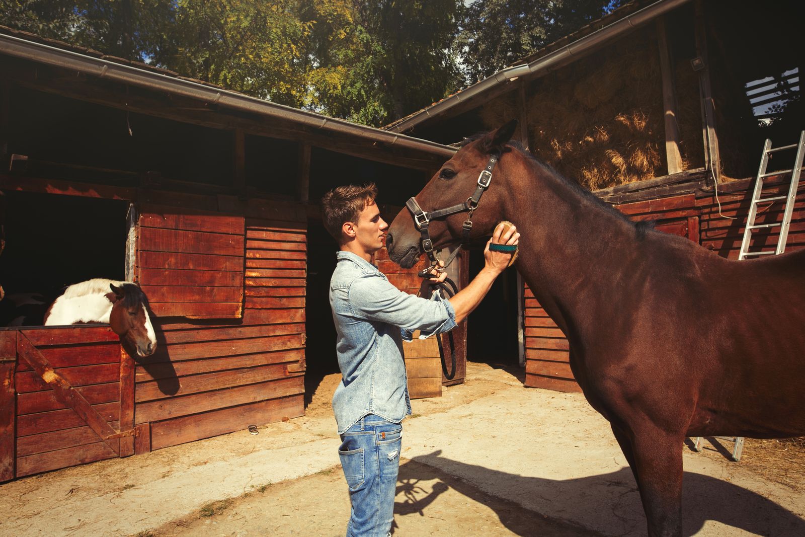 limpiar caballo