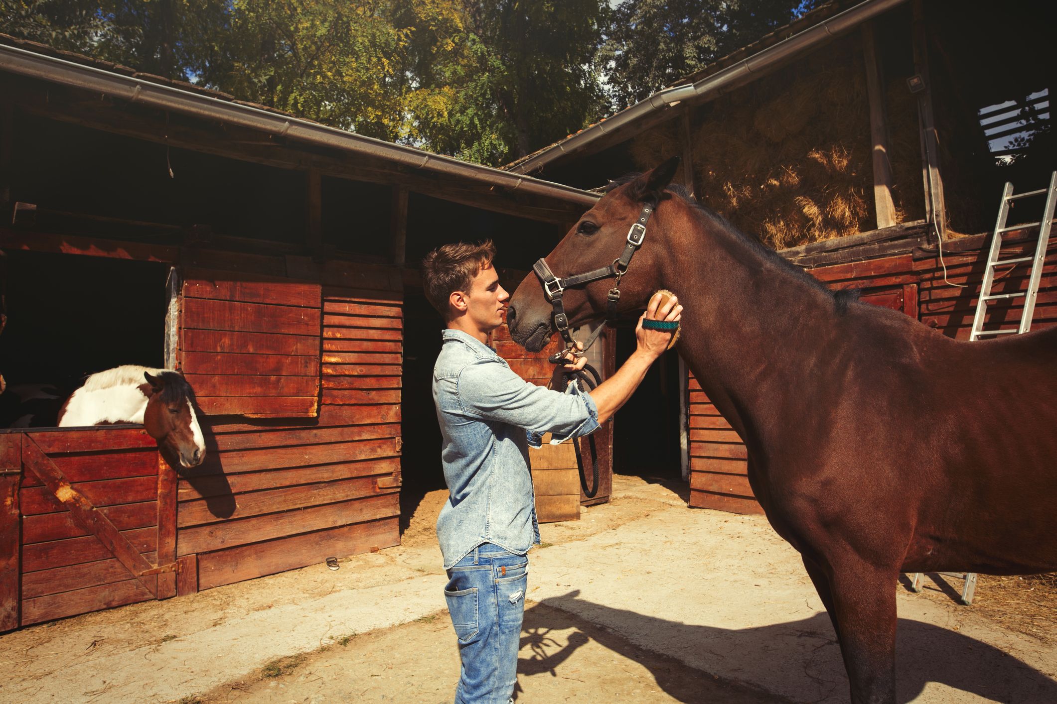 limpiar caballo