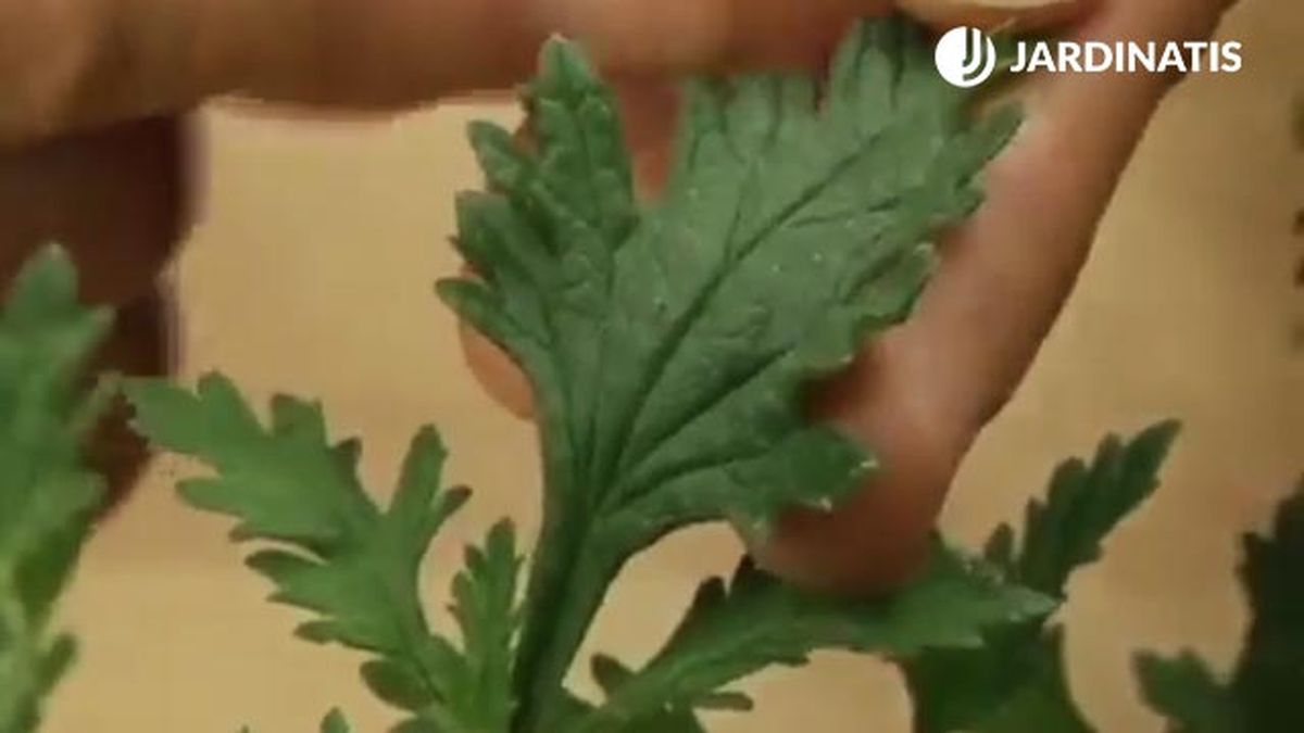 hojas dentadas planta verbena