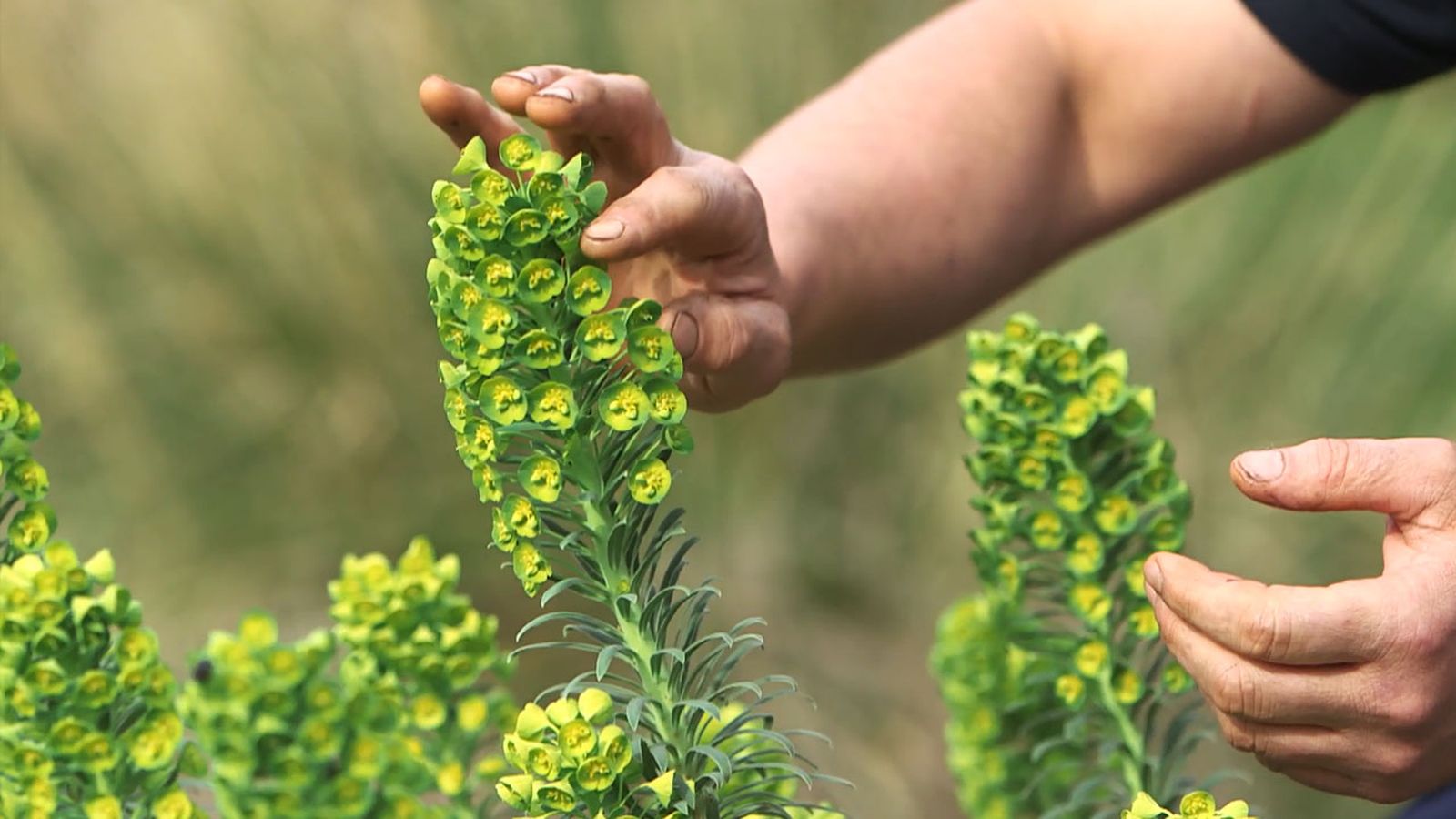 brico 1024 euphorbia characias caracteristicas reproduccion xl