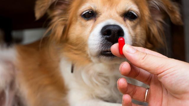 perros tristes por duelo 5 pastilla
