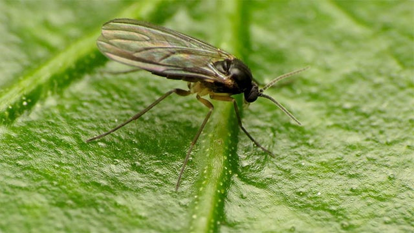 mosca del sustrato