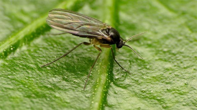 mosca del sustrato