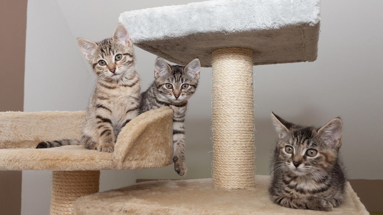 articulos mascotas felices 9 gatos rascador