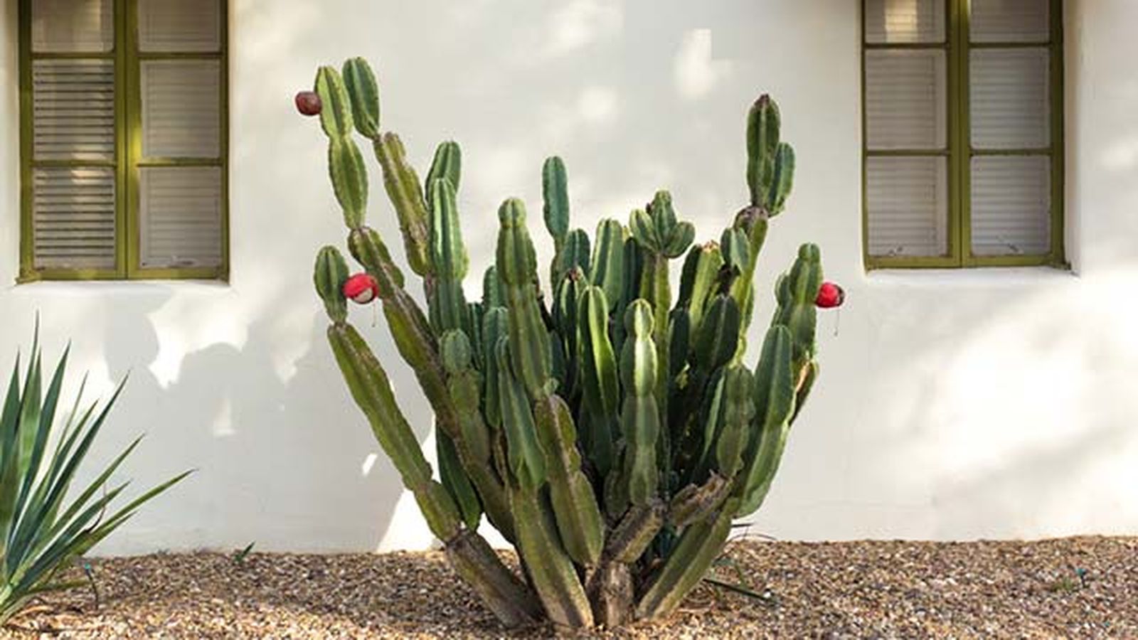 Cactus cowboy