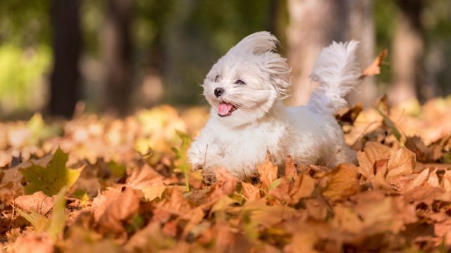 bichon maltes 12