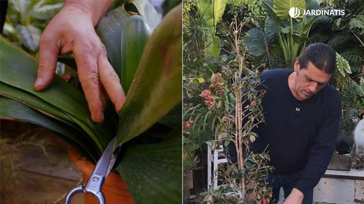 como recuperar una planta helada jardinatis