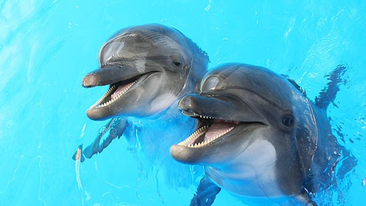 animales felices 5 delfines