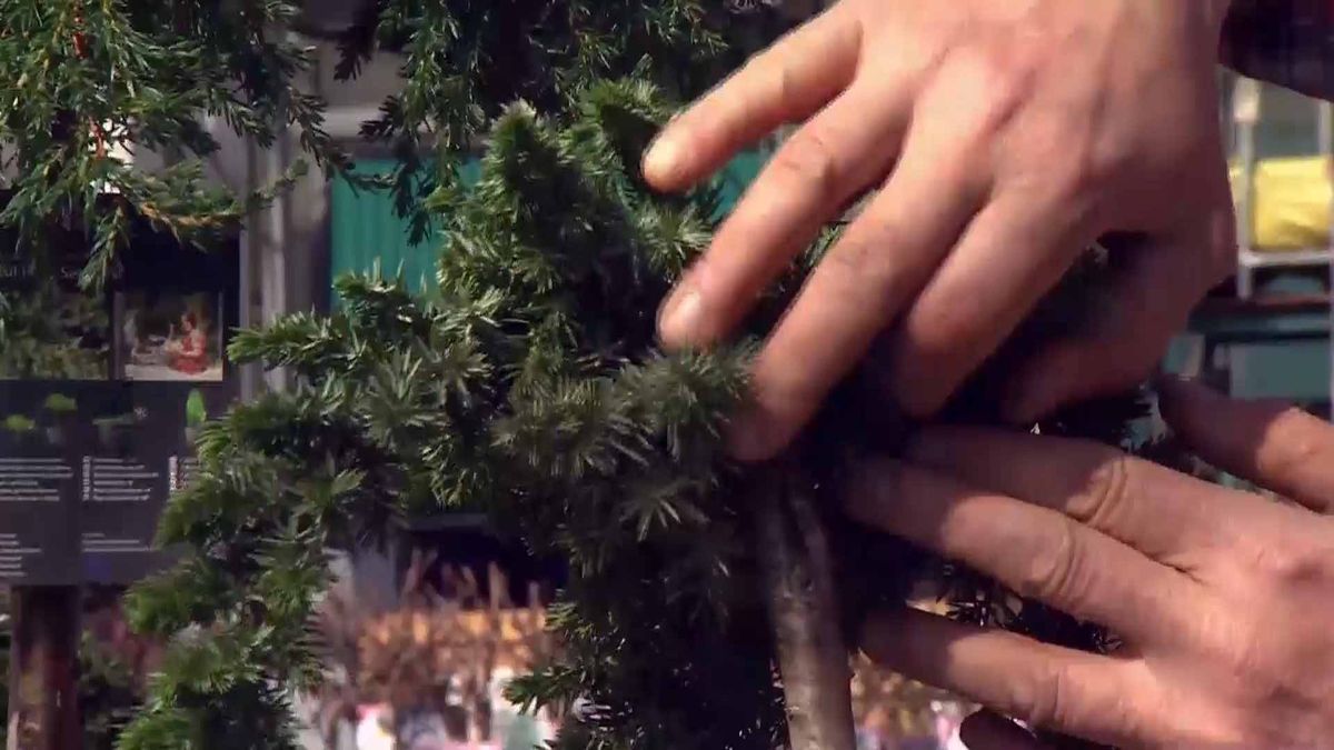 deco 690 jardineria coniferas injertadas punto injerto