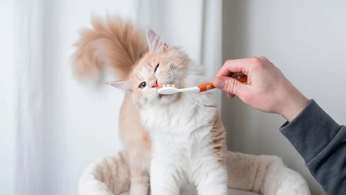 como limpiar dientes perros gatos